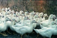 藏品(1950至2006年臺灣常民生活)的圖片