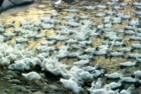 藏品(1950至2006年臺灣常民生活)的圖片