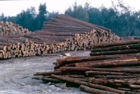 藏品(1950至2006年臺灣常民生活)的圖片