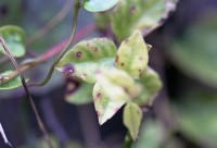 藏品(1950至2006年臺灣常民生活)的圖片