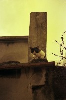 藏品(1950至2006年臺灣常民生活)的圖片