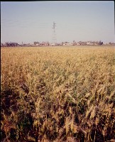 藏品(1950至2006年臺灣常民生活)的圖片