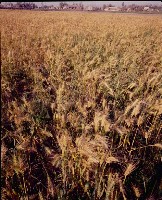 藏品(1950至2006年臺灣常民生活)的圖片