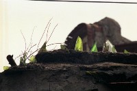 藏品(1950至2006年臺灣常民生活)的圖片