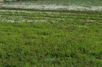 藏品(1950至2006年臺灣常民生活)的圖片