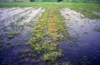 藏品(1950至2006年臺灣常民生活)的圖片