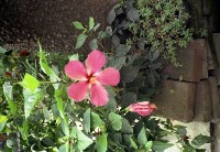 藏品(1950至2006年臺灣常民生活)的圖片