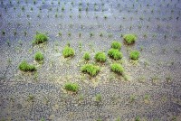 藏品(1950至2006年臺灣常民生活)的圖片