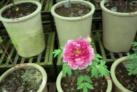 藏品(1950至2006年臺灣常民生活)的圖片