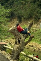 藏品(1950至2006年臺灣常民生活)的圖片