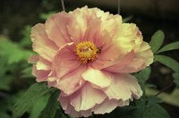 藏品(1950至2006年臺灣常民生活)的圖片