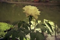 藏品(1950至2006年臺灣常民生活)的圖片