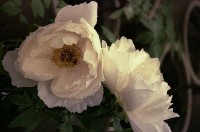 藏品(1950至2006年臺灣常民生活)的圖片