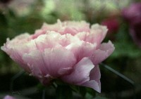 藏品(1950至2006年臺灣常民生活)的圖片