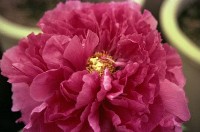 藏品(1950至2006年臺灣常民生活)的圖片