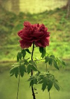 藏品(1950至2006年臺灣常民生活)的圖片