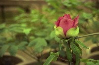 藏品(1950至2006年臺灣常民生活)的圖片