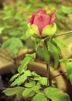 藏品(1950至2006年臺灣常民生活)的圖片