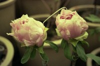 藏品(1950至2006年臺灣常民生活)的圖片