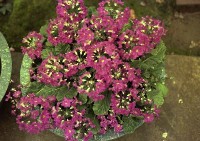 藏品(1950至2006年臺灣常民生活)的圖片