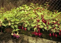 藏品(1950至2006年臺灣常民生活)的圖片