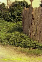 藏品(1950至2006年臺灣常民生活)的圖片