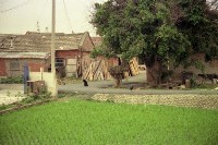 藏品(1950至2006年臺灣常民生活)的圖片