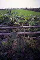 藏品(1950至2006年臺灣常民生活)的圖片