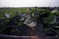 藏品(1950至2006年臺灣常民生活)的圖片