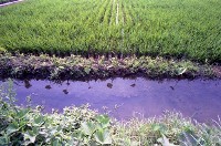 藏品(1950至2006年臺灣常民生活)的圖片