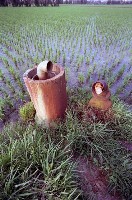 藏品(1950至2006年臺灣常民生活)的圖片