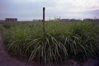 藏品(1950至2006年臺灣常民生活)的圖片