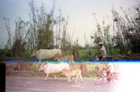 藏品(1950至2006年臺灣常民生活)的圖片