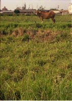 藏品(1950至2006年臺灣常民生活)的圖片