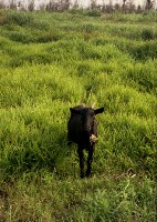 藏品(1950至2006年臺灣常民生活)的圖片