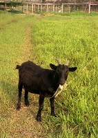 藏品(1950至2006年臺灣常民生活)的圖片