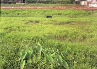 藏品(1950至2006年臺灣常民生活)的圖片