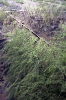 藏品(1950至2006年臺灣常民生活)的圖片