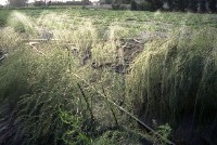 藏品(1950至2006年臺灣常民生活)的圖片