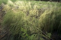 藏品(1950至2006年臺灣常民生活)的圖片