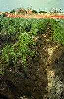 藏品(1950至2006年臺灣常民生活)的圖片