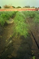 藏品(1950至2006年臺灣常民生活)的圖片