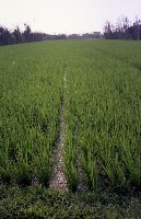 藏品(1950至2006年臺灣常民生活)的圖片