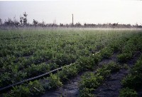 藏品(1950至2006年臺灣常民生活)的圖片