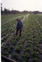 藏品(1950至2006年臺灣常民生活)的圖片