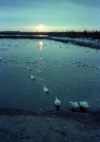 藏品(1950至2006年臺灣常民生活)的圖片