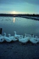 藏品(1950至2006年臺灣常民生活)的圖片