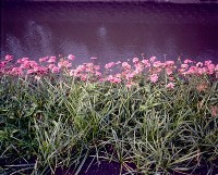 藏品(1950至2006年臺灣常民生活)的圖片