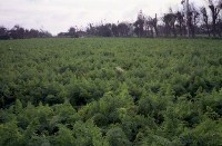 藏品(1950至2006年臺灣常民生活)的圖片