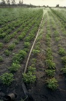 藏品(1950至2006年臺灣常民生活)的圖片